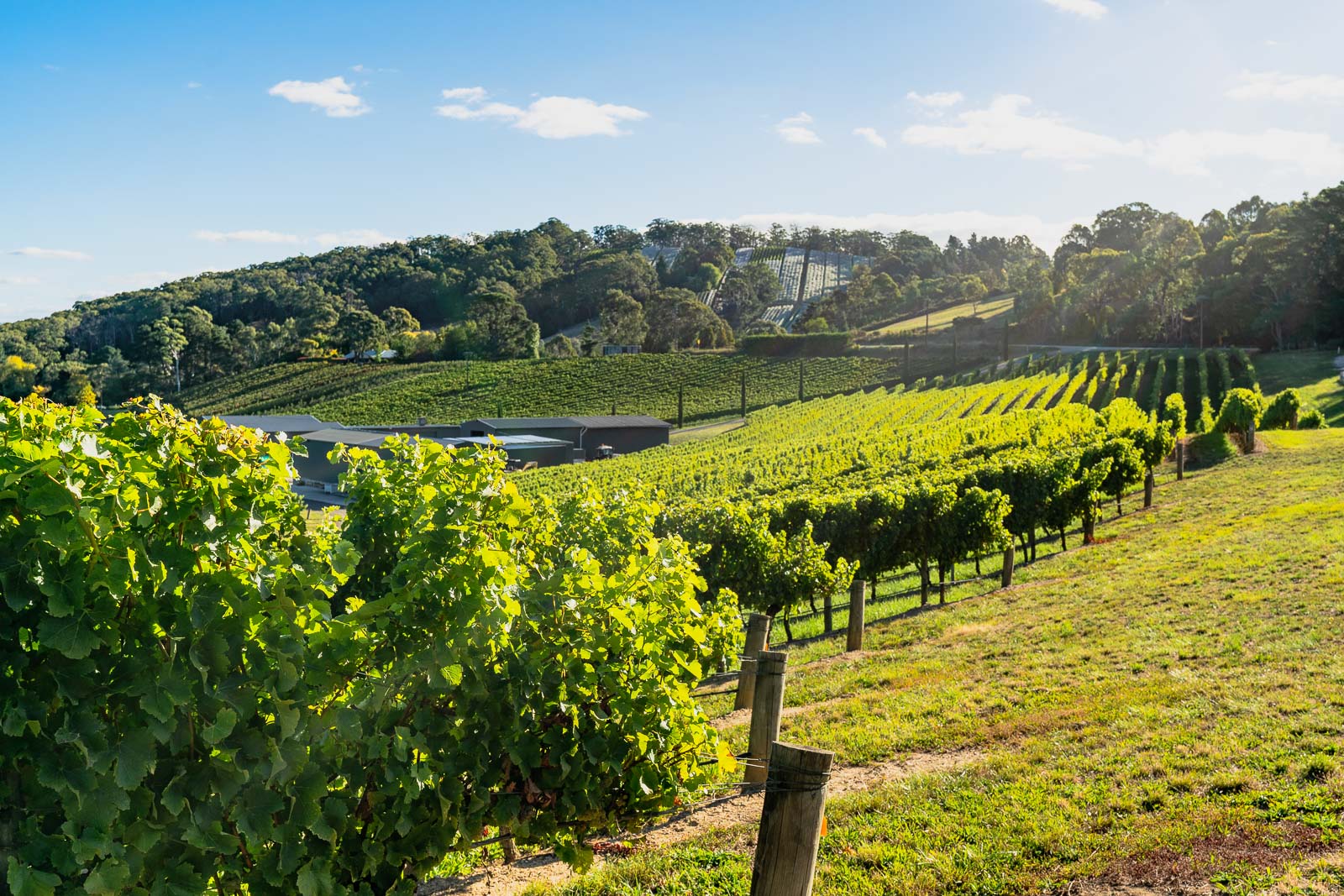 adelaide hills tourism board